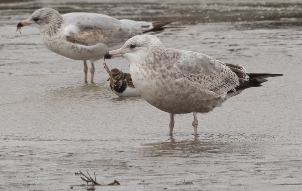 American Herring Gull - ML628621736