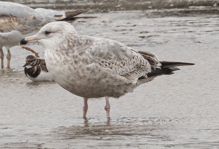 American Herring Gull - ML628621737