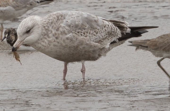 American Herring Gull - ML628621738