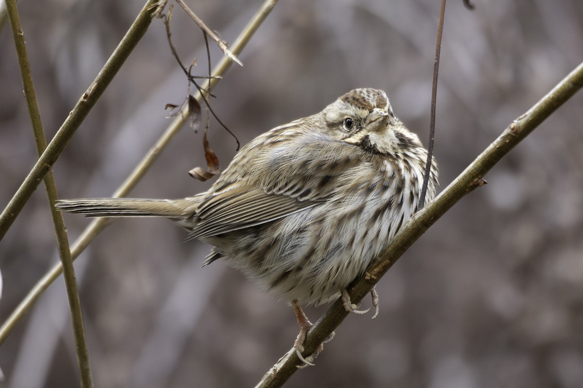 Song Sparrow - ML628621799