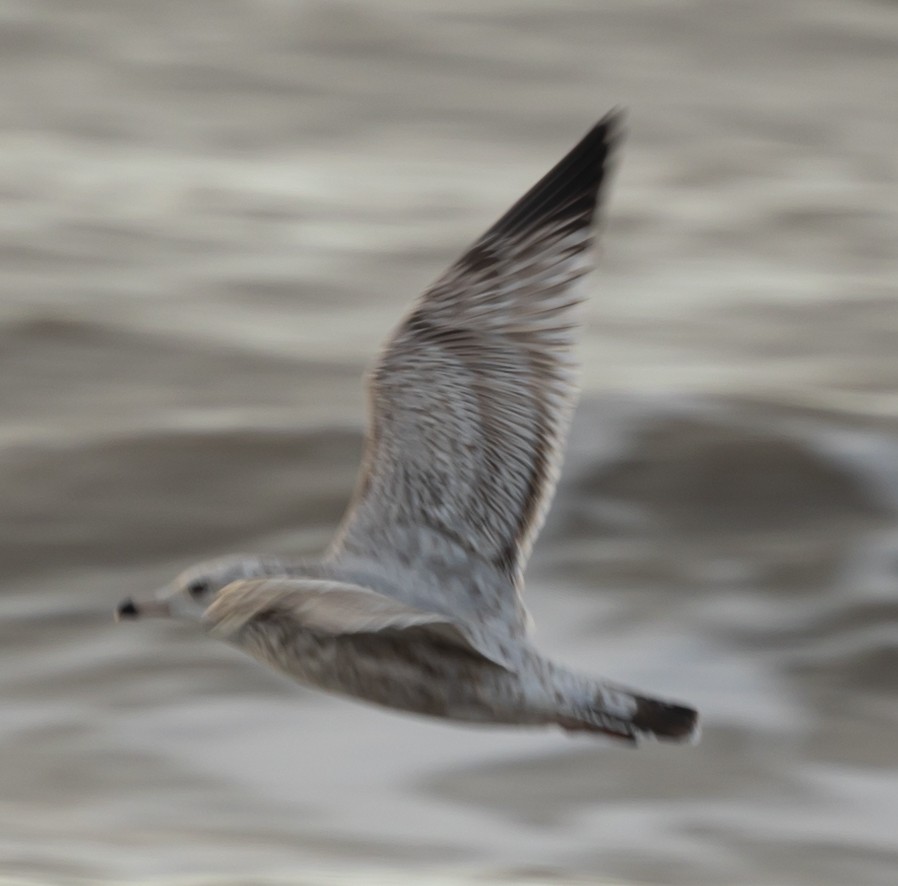 American Herring Gull - ML628621820