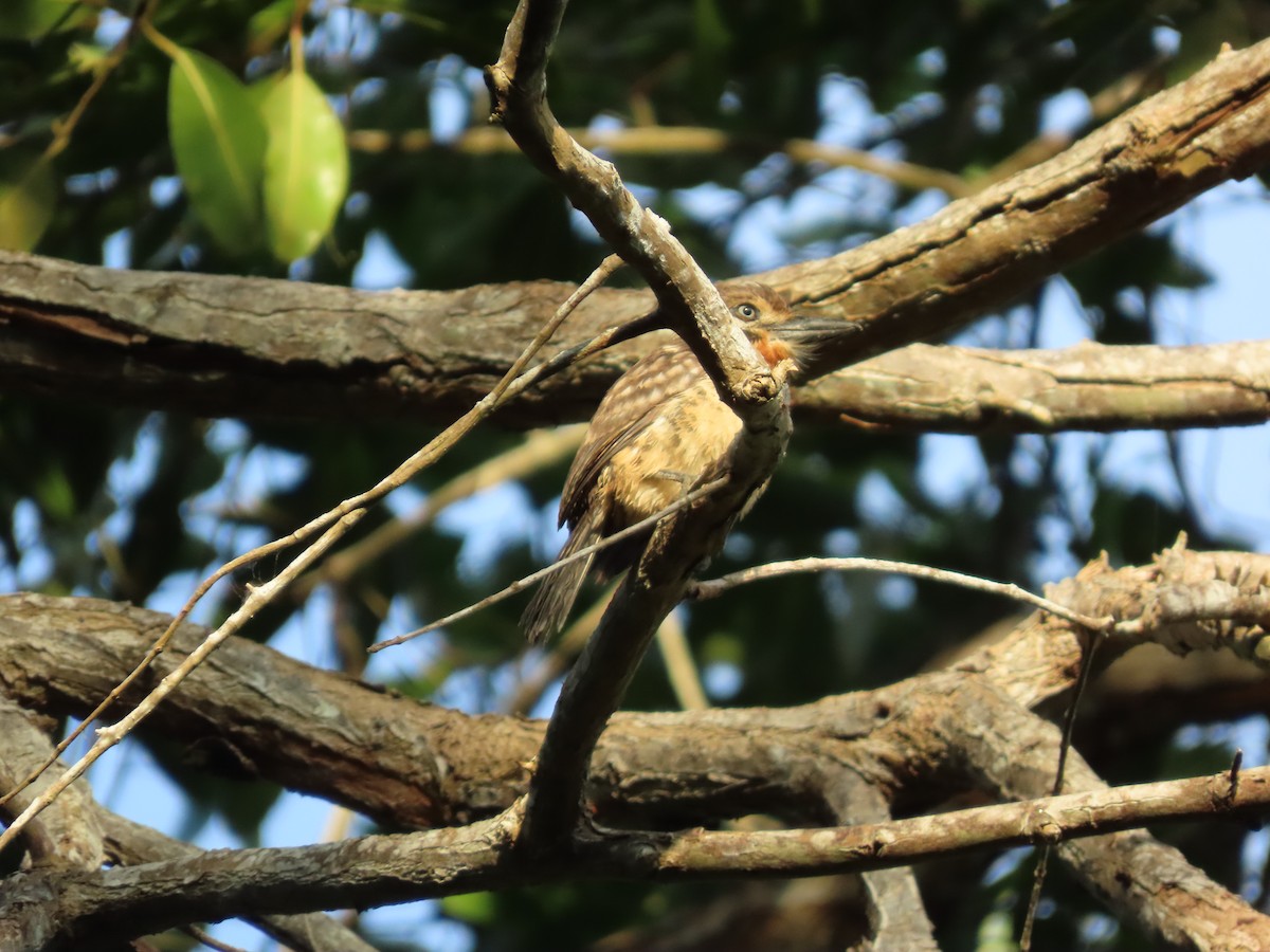 Russet-throated Puffbird - ML628622009