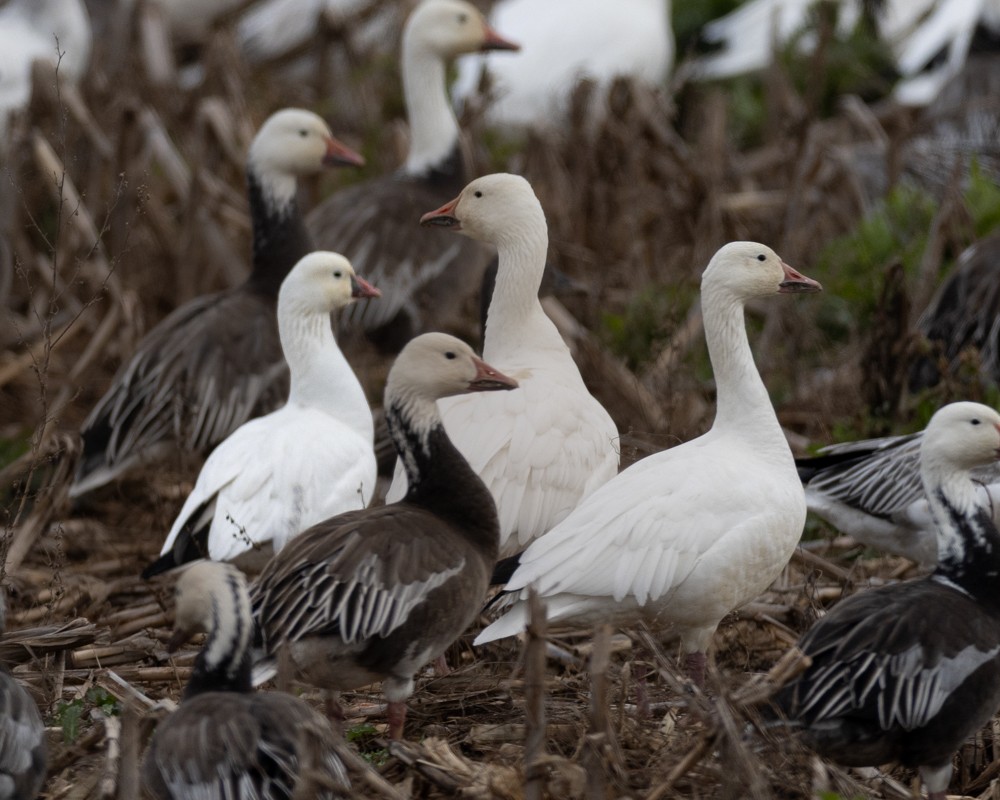 Ross's Goose - ML628622036