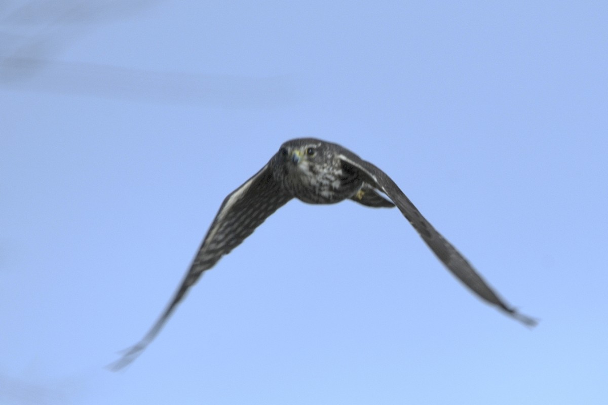 Merlin - ML628622096