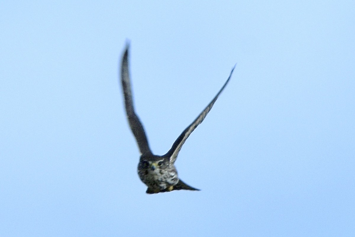 Merlin - ML628622120