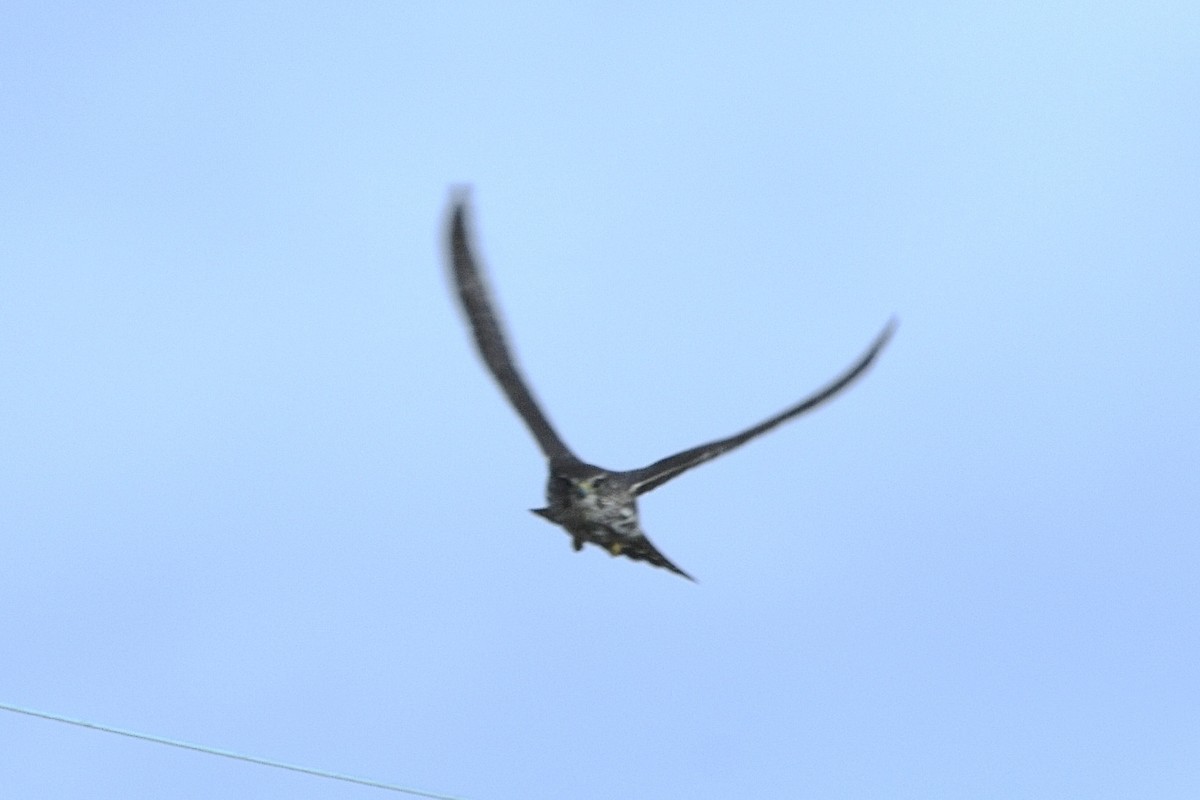 Merlin - ML628622123