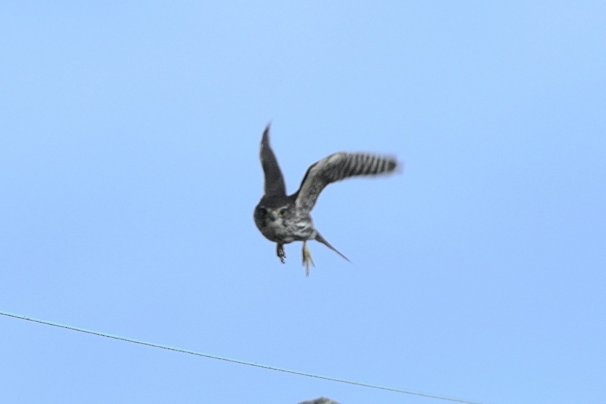 Merlin - ML628622124