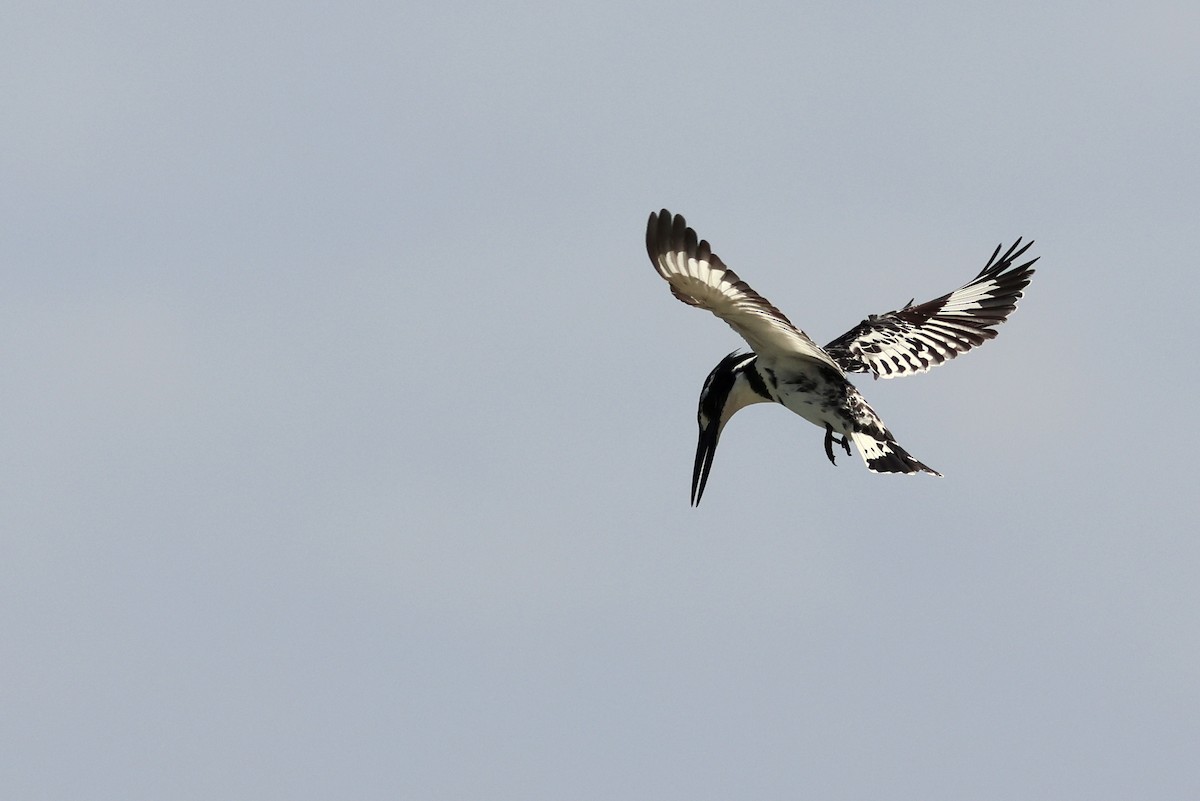 Рибалочка строкатий - ML628622137