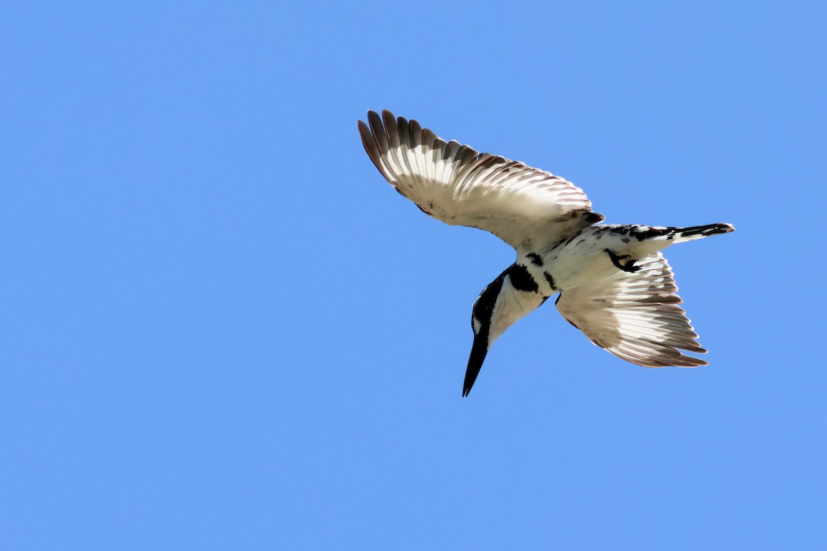 Рибалочка строкатий - ML628622139