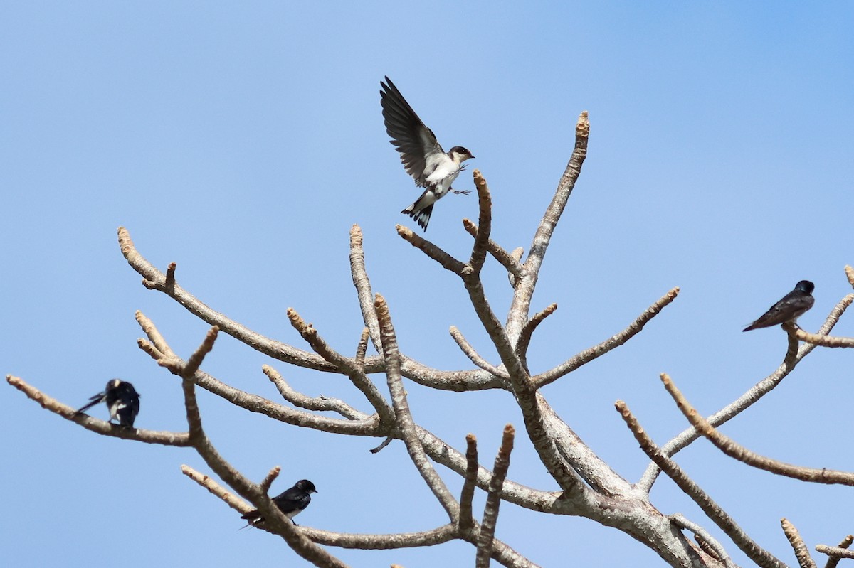 Ластівка ефіопська - ML628622168