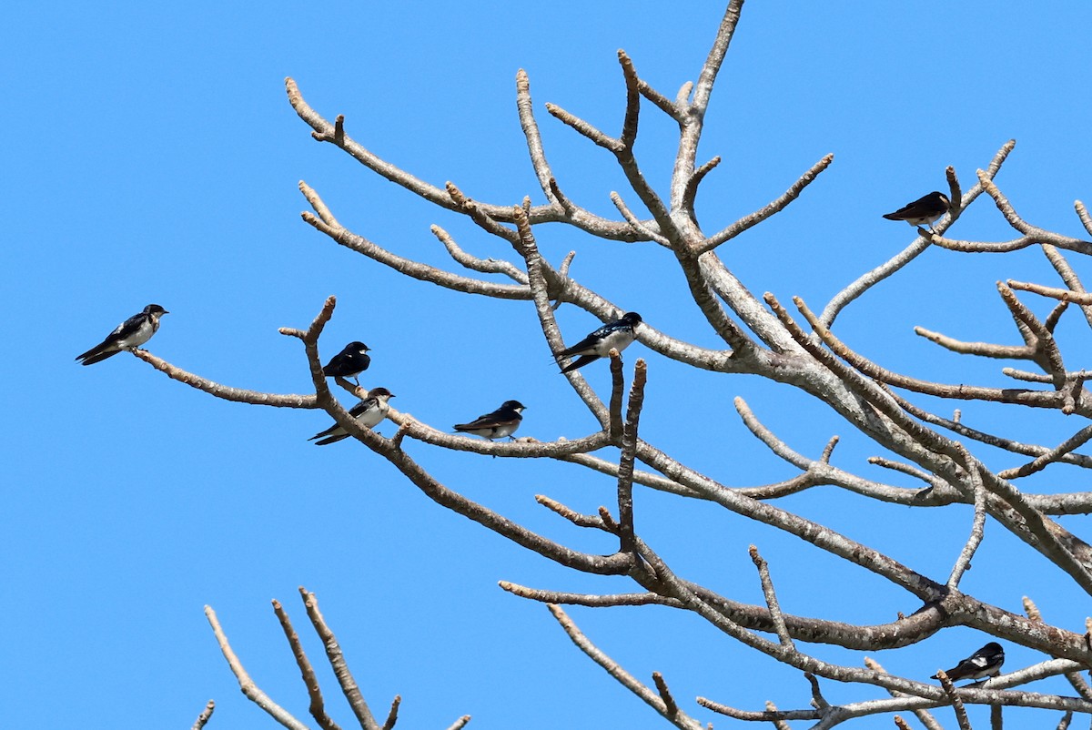 Ластівка ефіопська - ML628622169