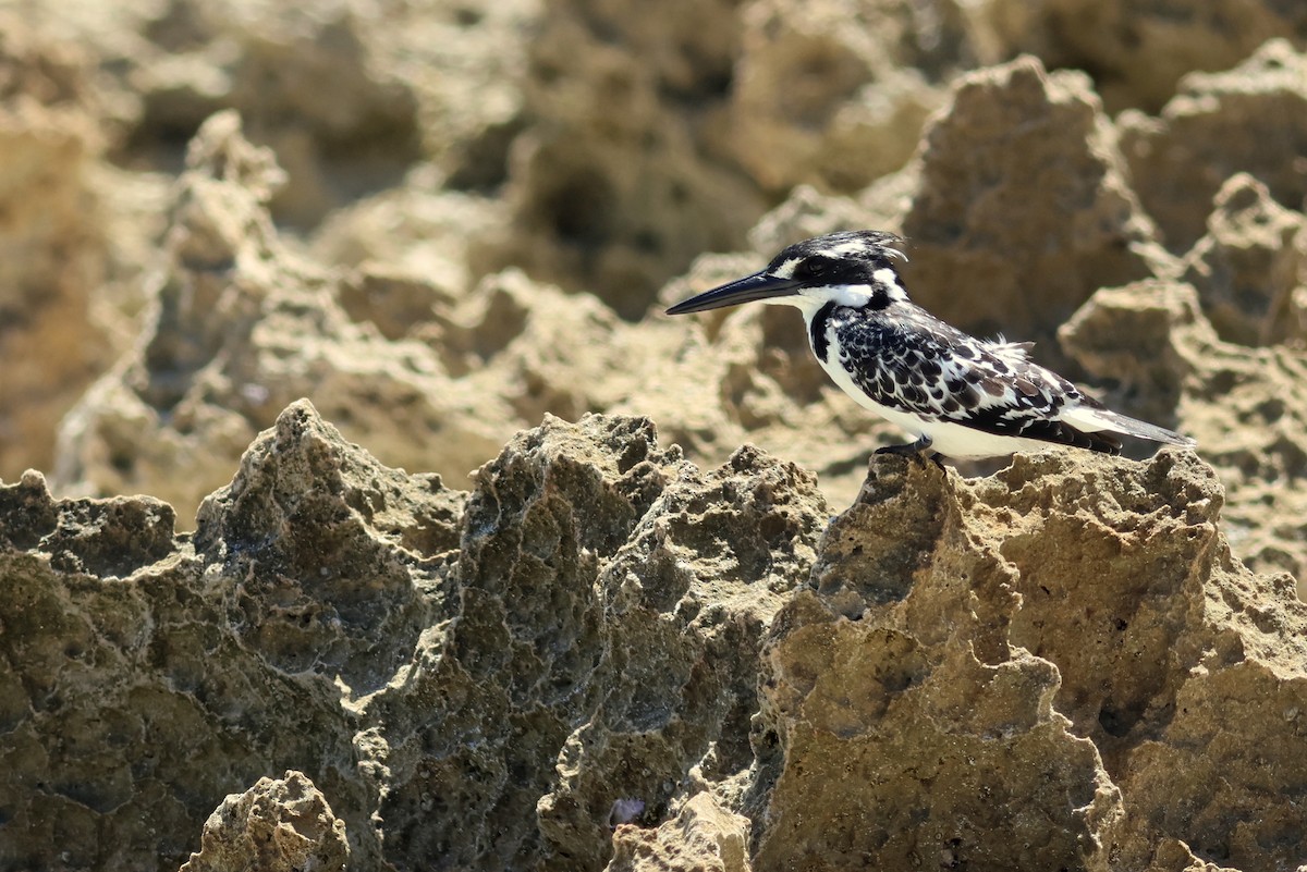 Рибалочка строкатий - ML628622179