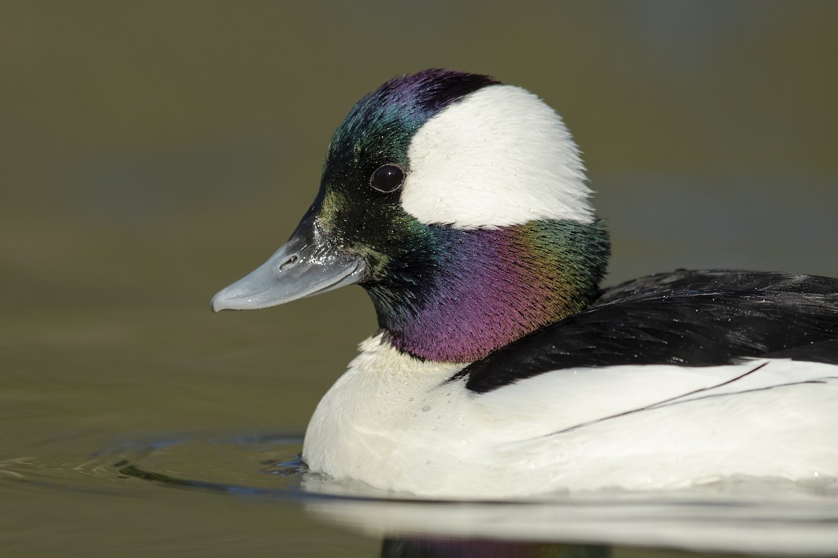 Bufflehead - ML628622429
