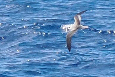 Vanuatu Petrel - ML628622536