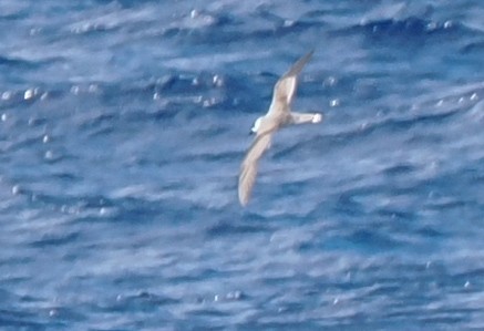 Vanuatu Petrel - ML628622537
