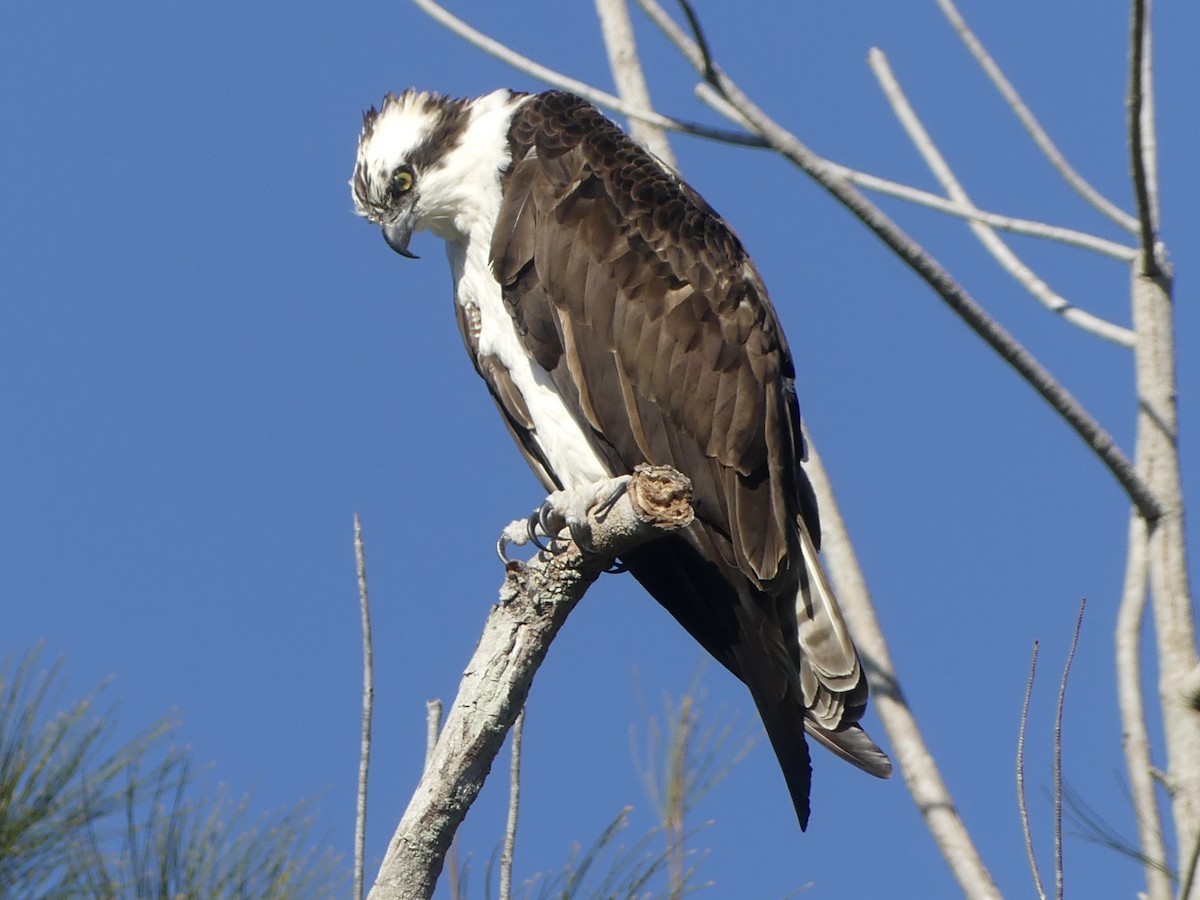 Osprey (American) - ML628622862