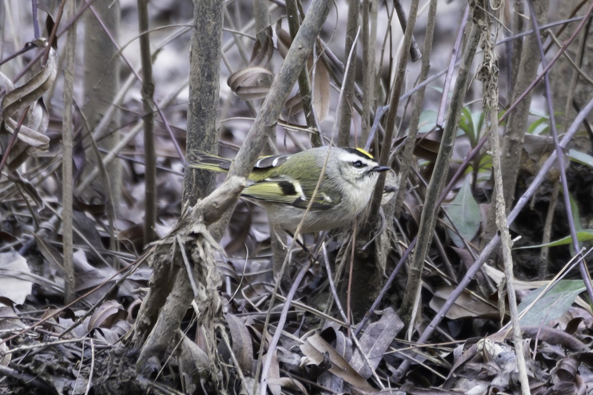 Golden-crowned Kinglet - ML628623002