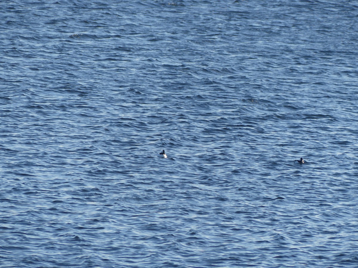 Bufflehead - ML628623041