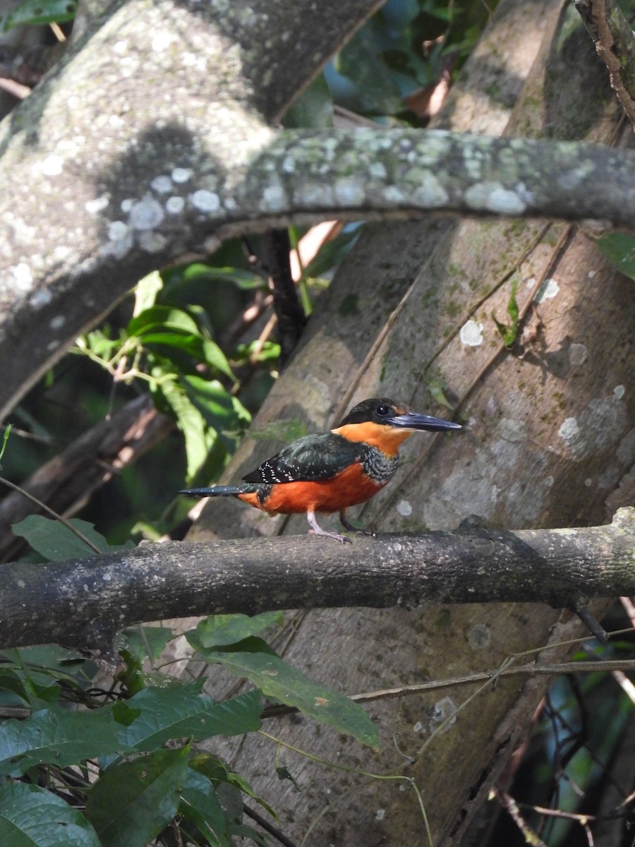 Green-and-rufous Kingfisher - ML628623094