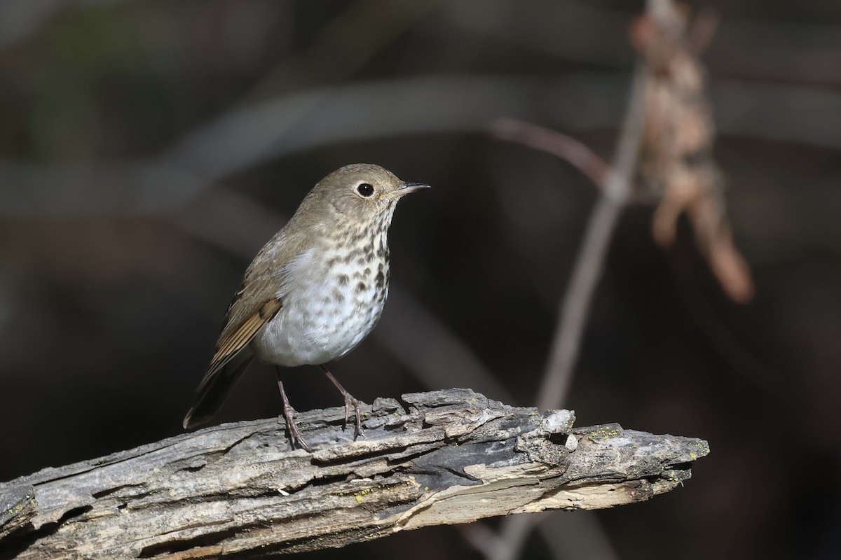 Hermit Thrush - ML628623469