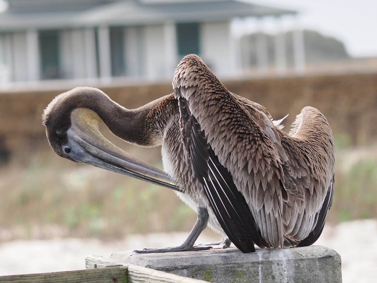 Brown Pelican - ML628623507