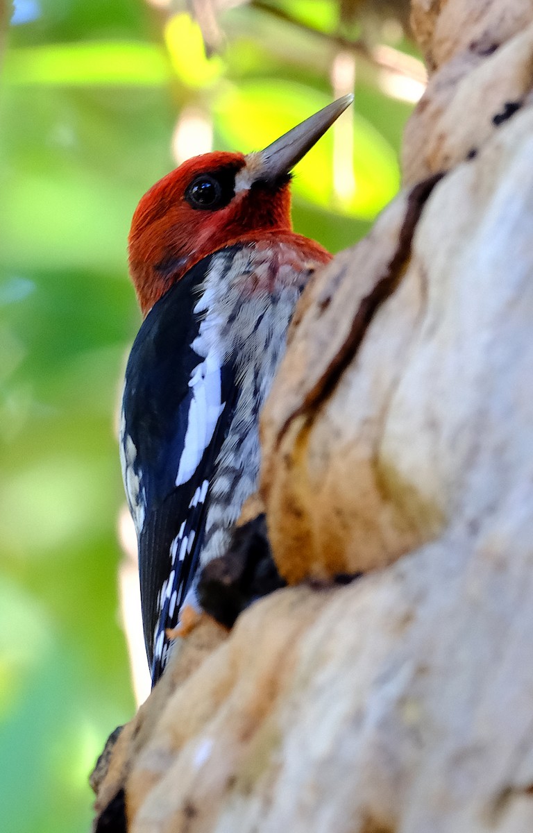 Red-breasted Sapsucker - ML628623690