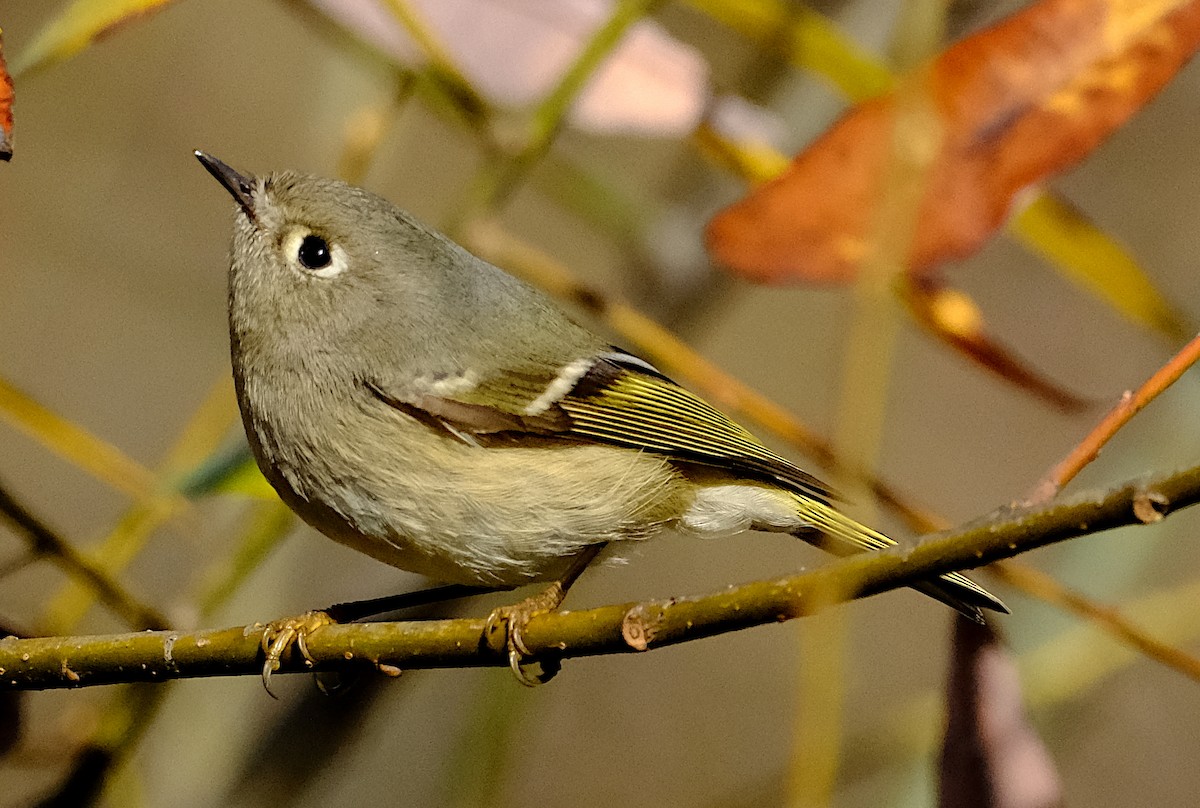 Ruby-crowned Kinglet - ML628623751