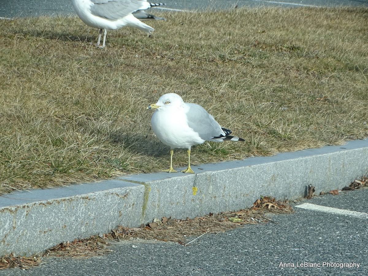 Ring-billed Gull - ML628623790