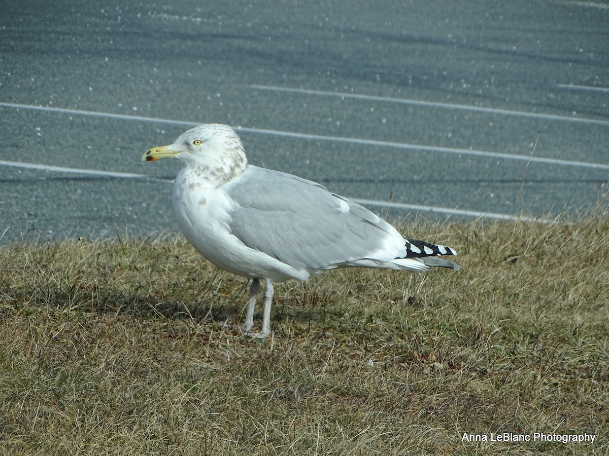 American Herring Gull - ML628623821