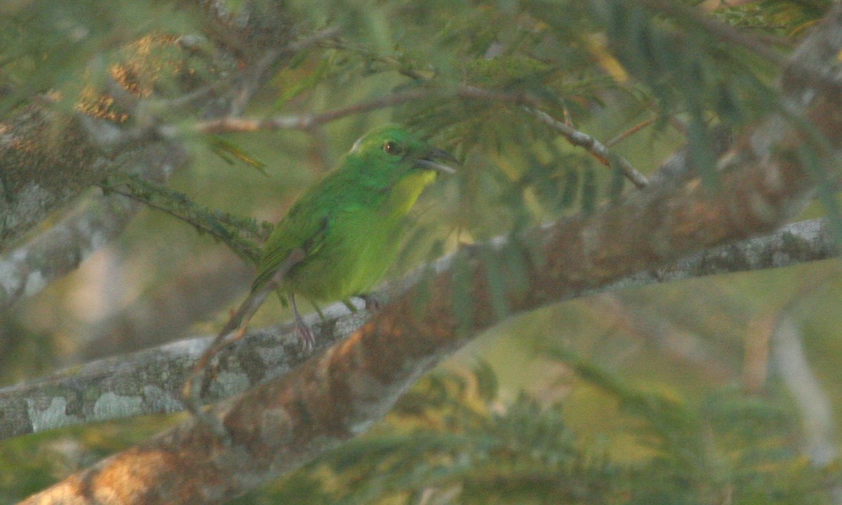 Green Shrike-Vireo - ML628623837