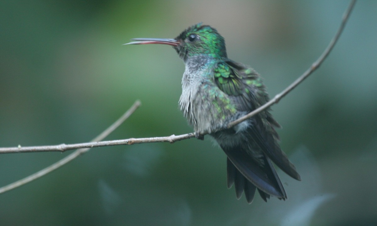 Blue-chested Hummingbird - ML628623842
