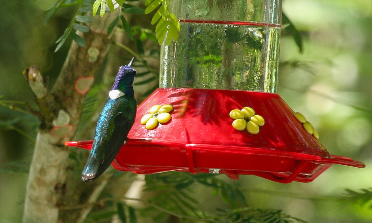 White-necked Jacobin - ML628623887