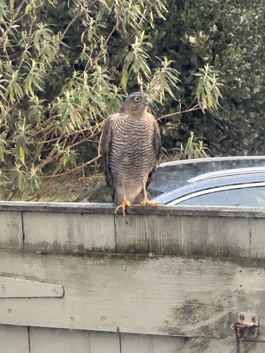 krahujec obecný - ML628623905