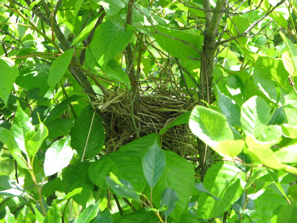 Cedar Waxwing - ML62862391