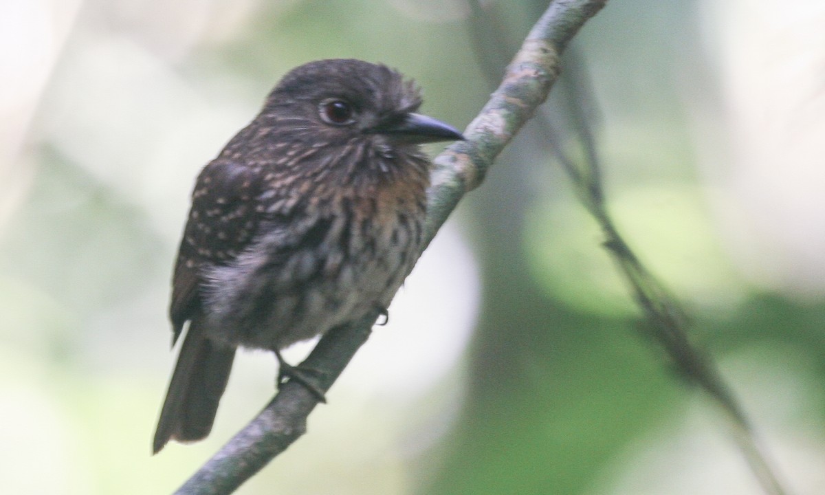 White-whiskered Puffbird - ML628623978