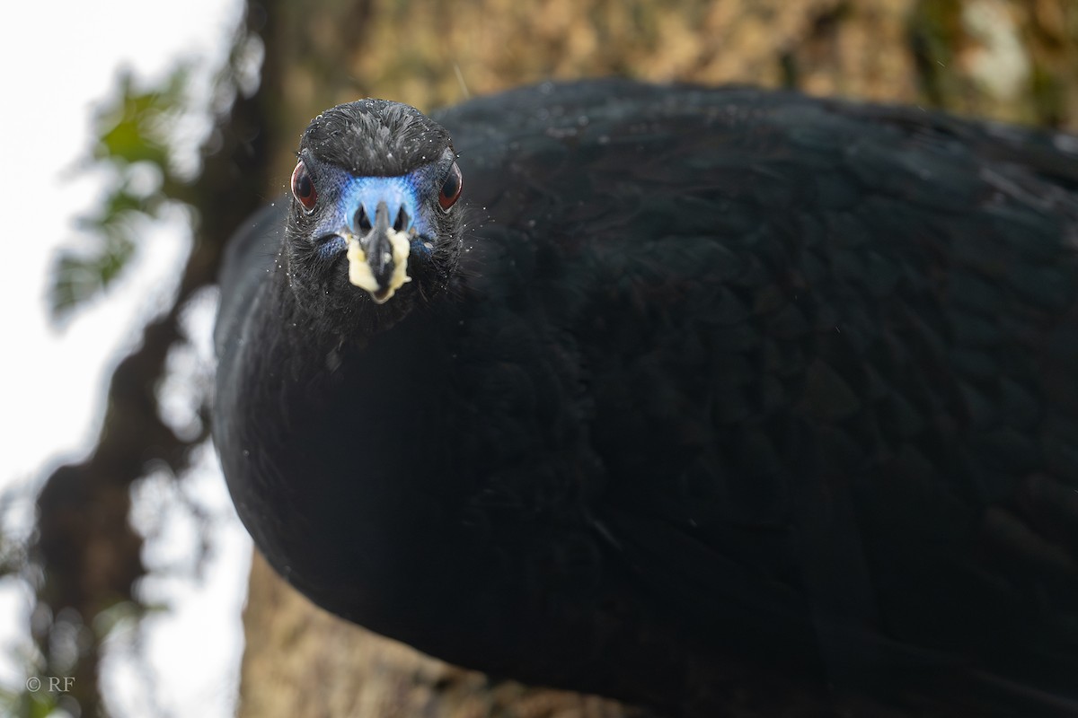 Black Guan - ML628624081