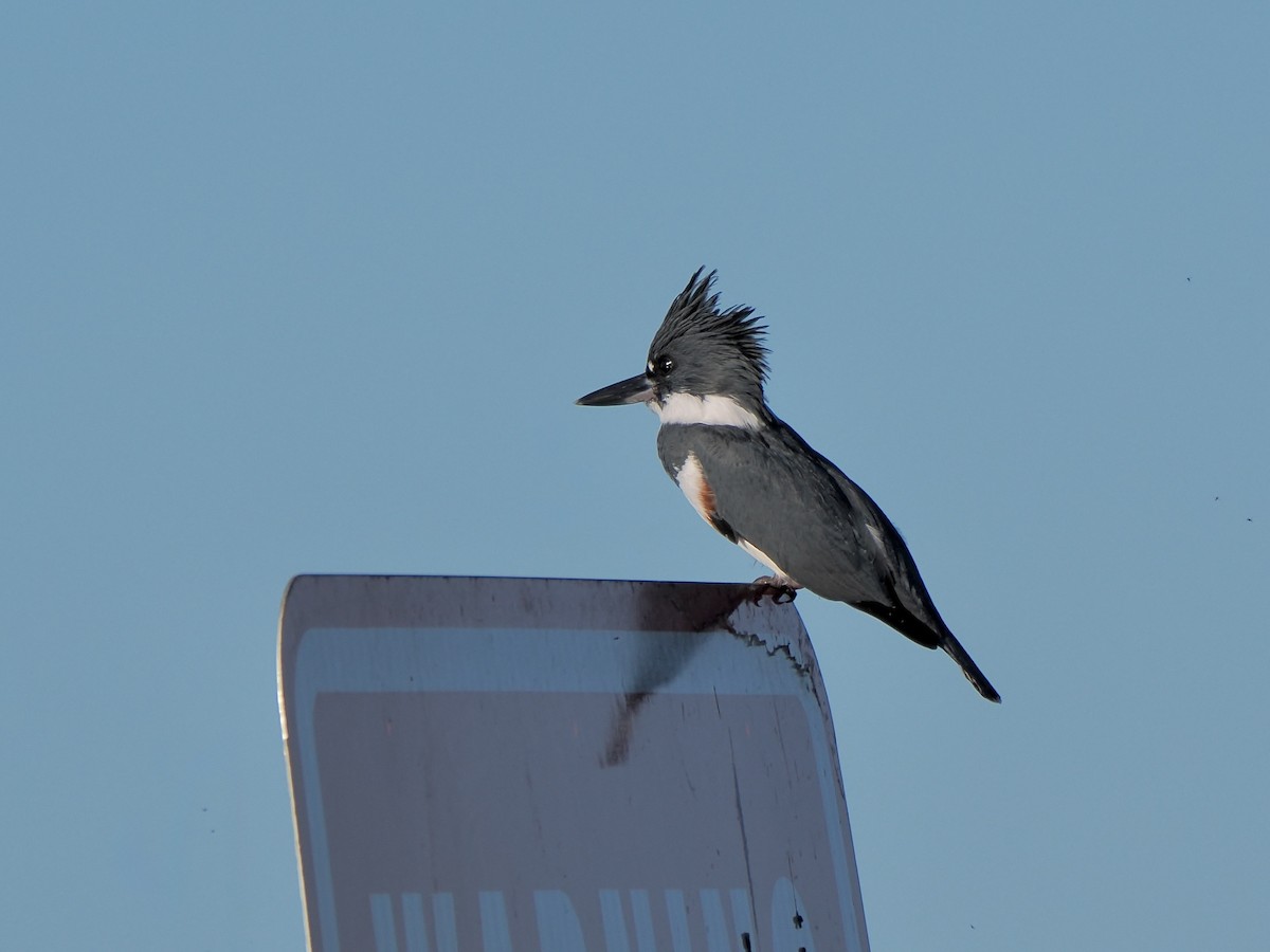 Martin-pêcheur d'Amérique - ML628624152