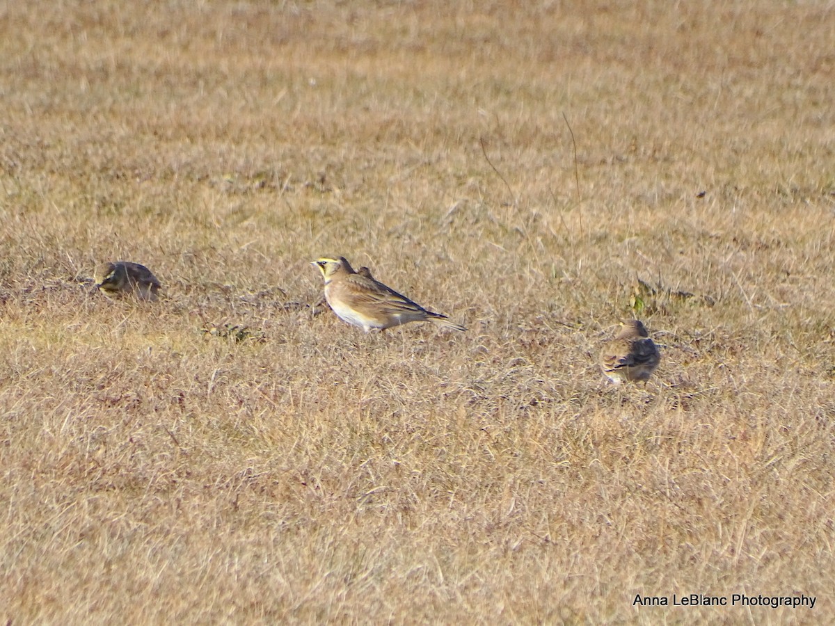 Horned Lark - ML628624230