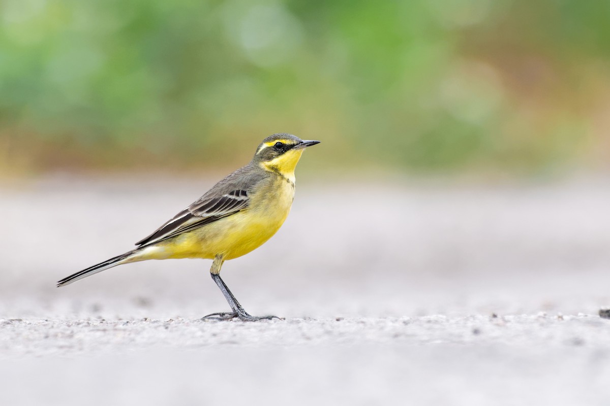 Eastern Yellow Wagtail - ML628624272