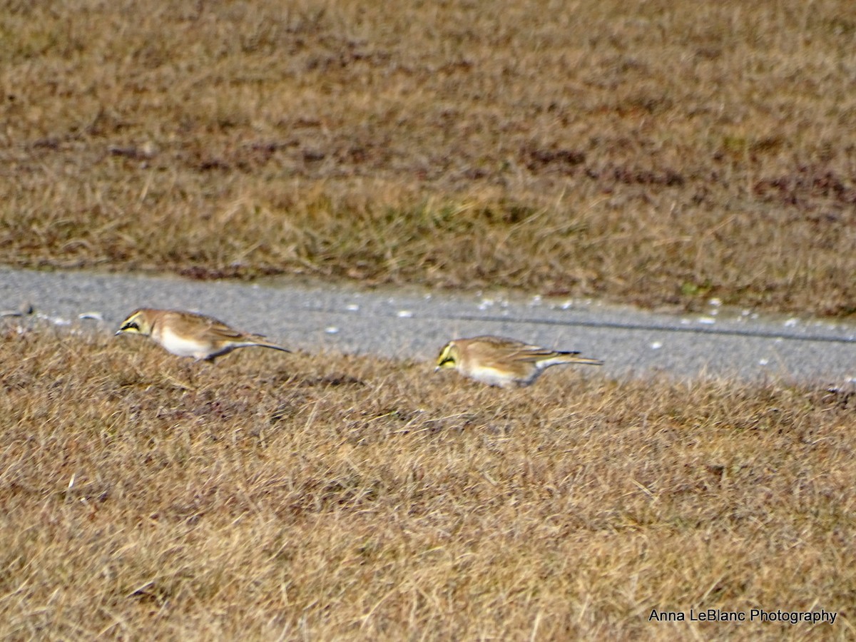 Horned Lark - ML628624299