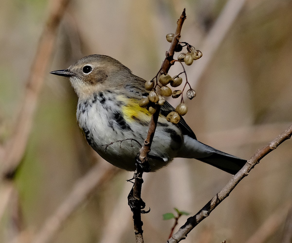 Yellow-rumped Warbler - ML628624355