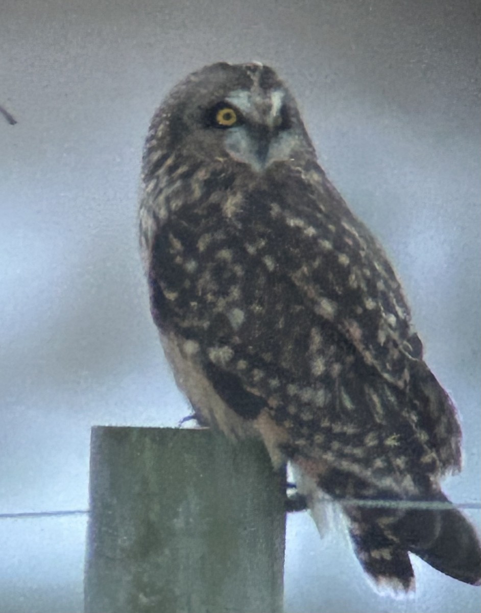 Short-eared Owl - ML628624362