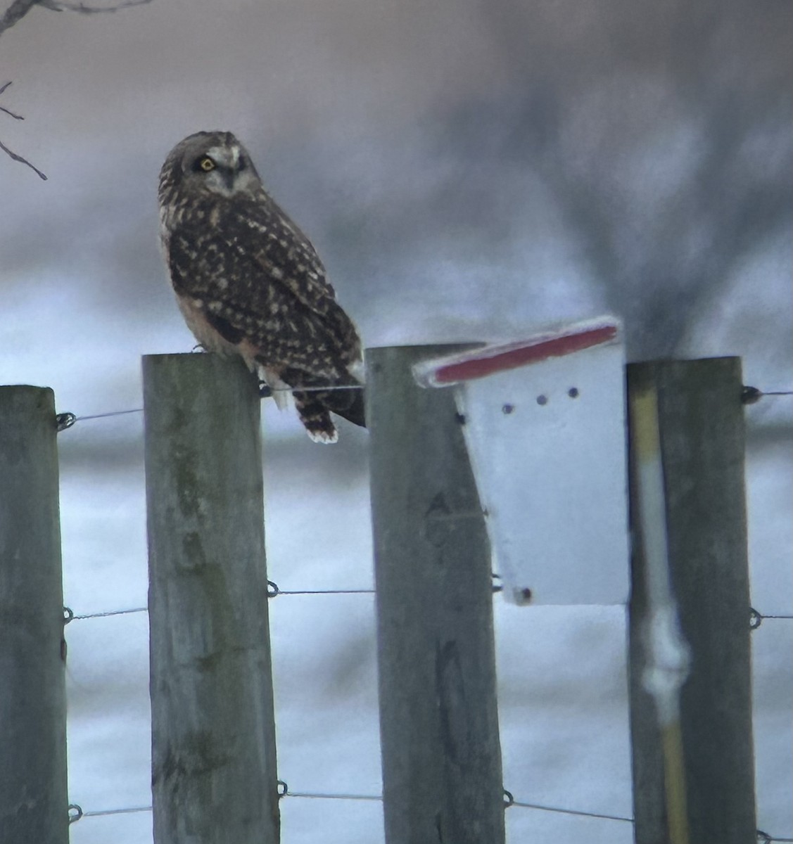 Short-eared Owl - ML628624363