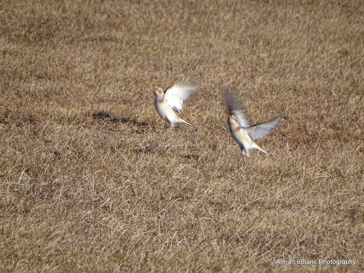 Snow Bunting - ML628624400