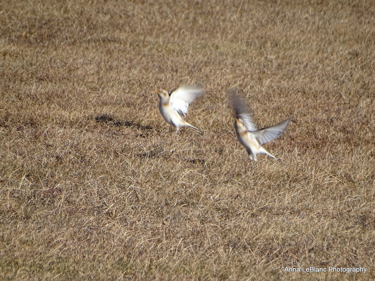 ユキホオジロ - ML628624400