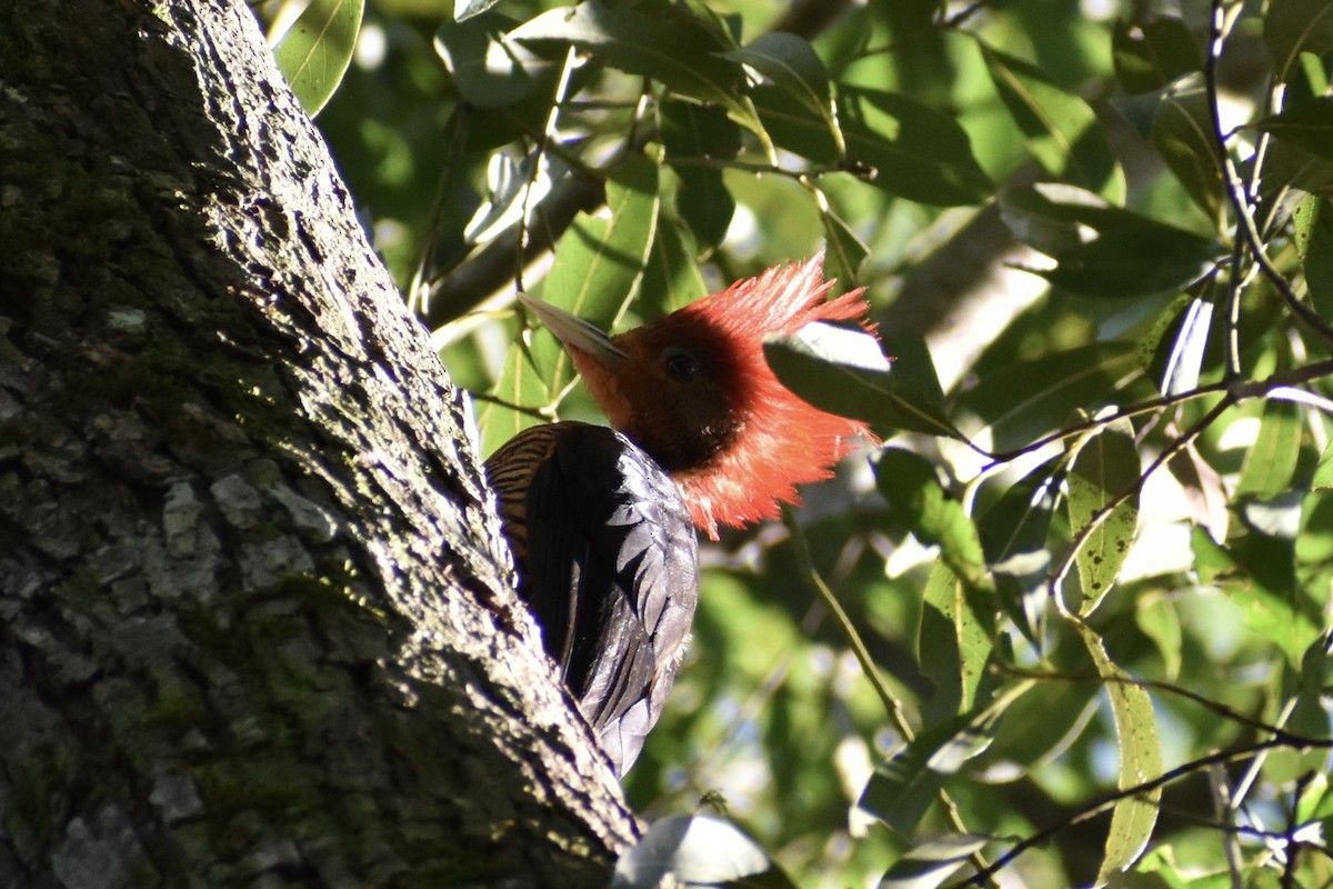 Helmeted Woodpecker - ML628624536