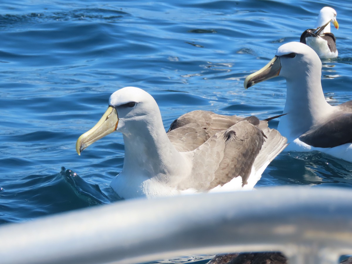 Albatros à cape blanche - ML628624643