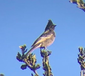 Phainopepla - ML628624679