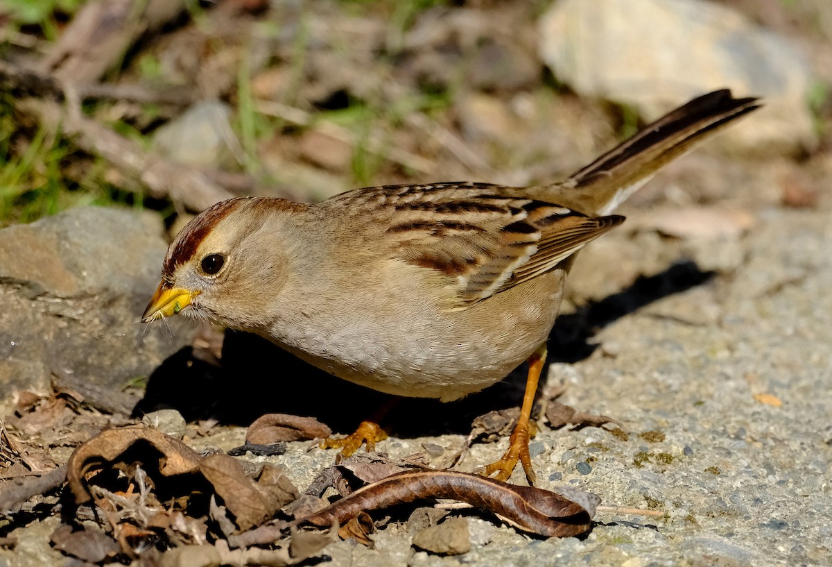 White-crowned Sparrow - ML628624696