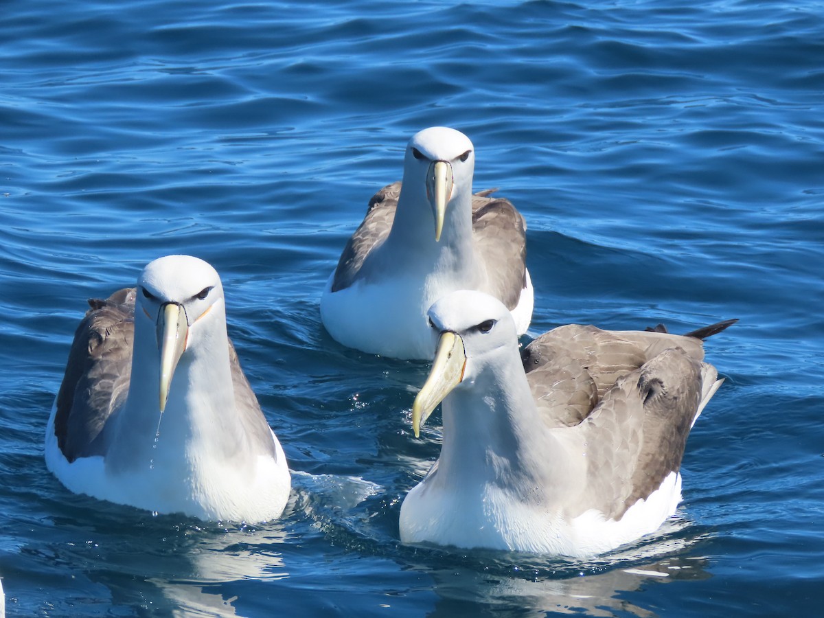 Albatros à cape blanche - ML628624731